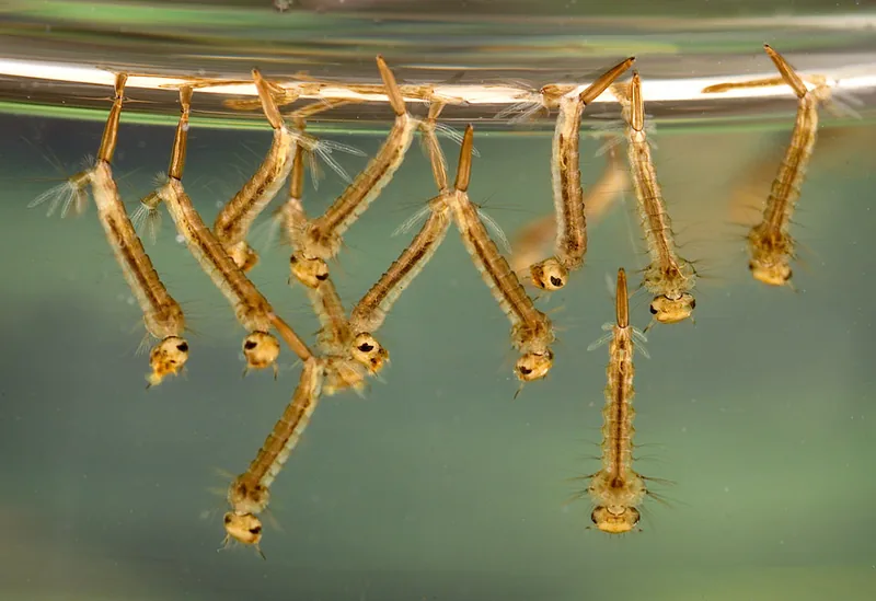 Culex mosquito larvae hanging beneath the surface of still water
